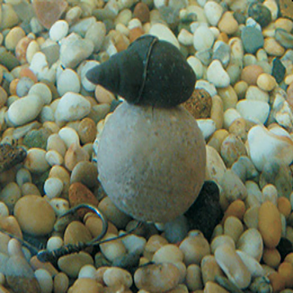 ENTERPRISE-SNAILS-2 ENTERPRISE-SNAILS-2