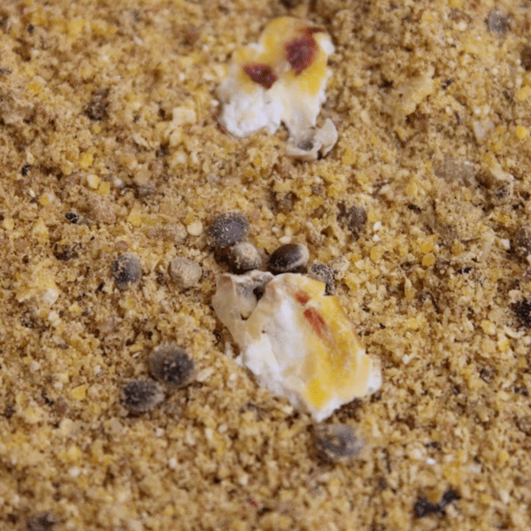 PRO-BIG-CARP-CHUFA-2 PRO-BIG-CARP-CHUFA-2