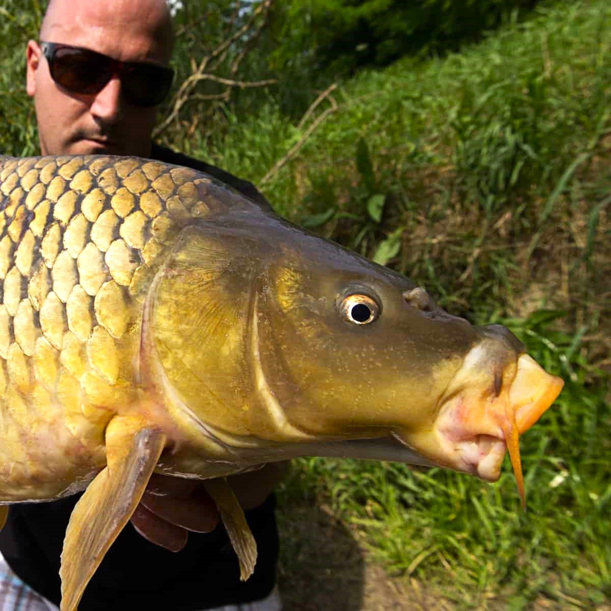 Tienda Carpfishing 1 Pescador con una carpa para ilustrar una tienda carpfishing