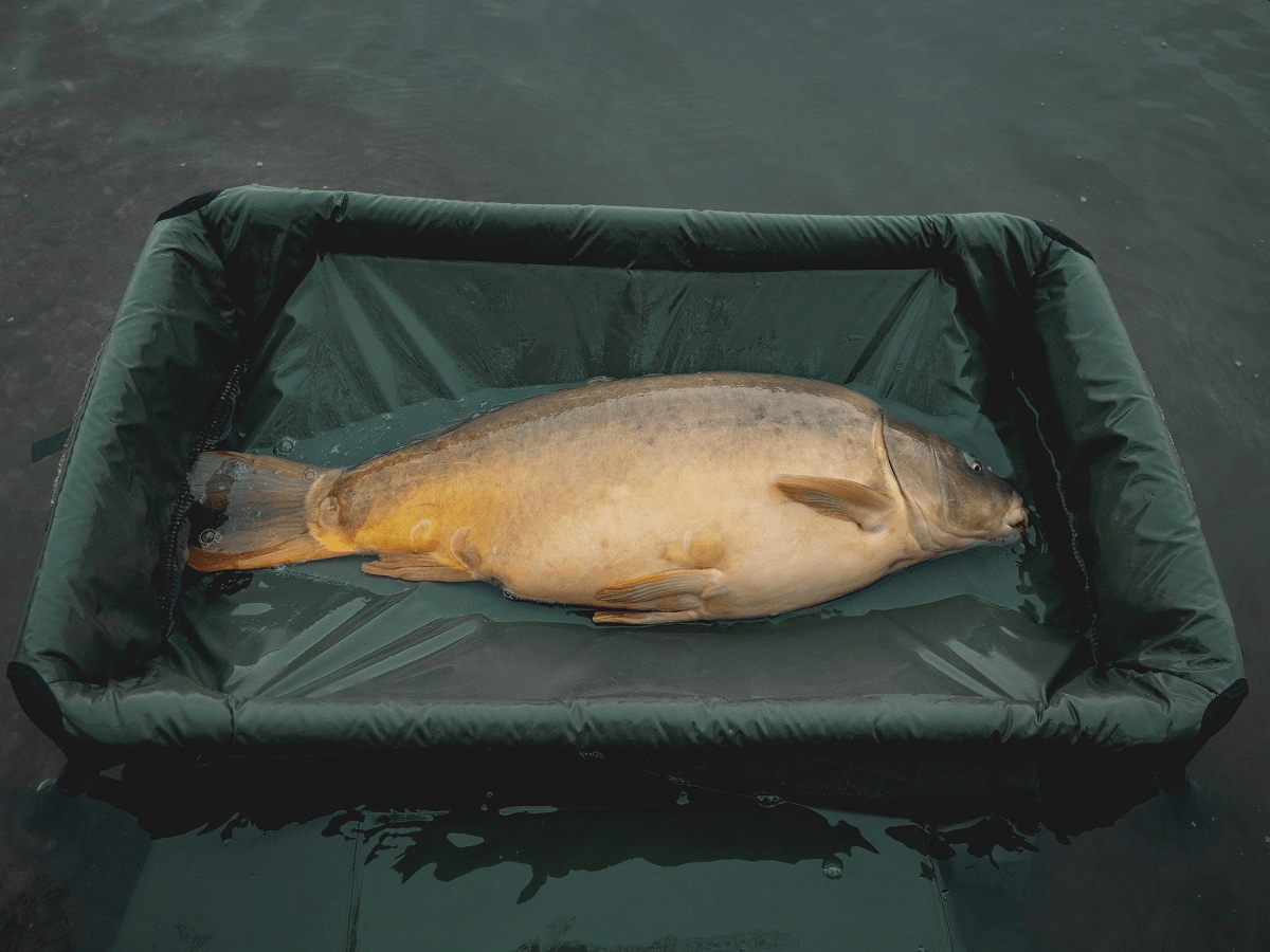 GIANTS MOQUETA VERDE 6 GIANTS MOQUETA VERDE 6