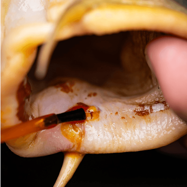 PRO ELITE MEDI CARP 2 PRO ELITE MEDI CARP 2